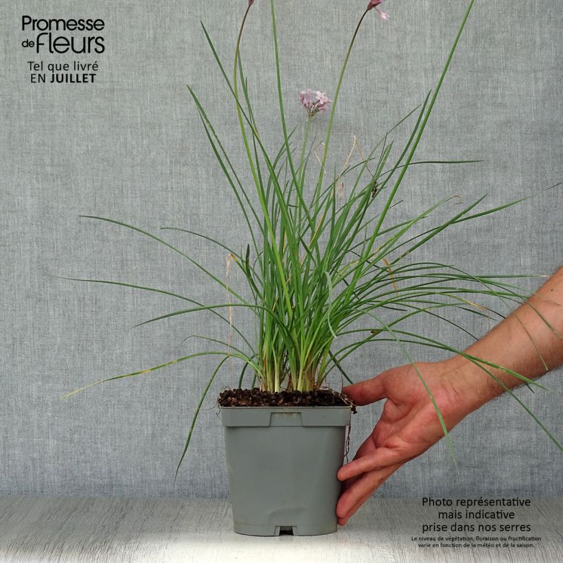 Amostra de Alho-social Ashanti - Tulbaghia violacea Vaso de 2 L/3 L tal como entregue no verão