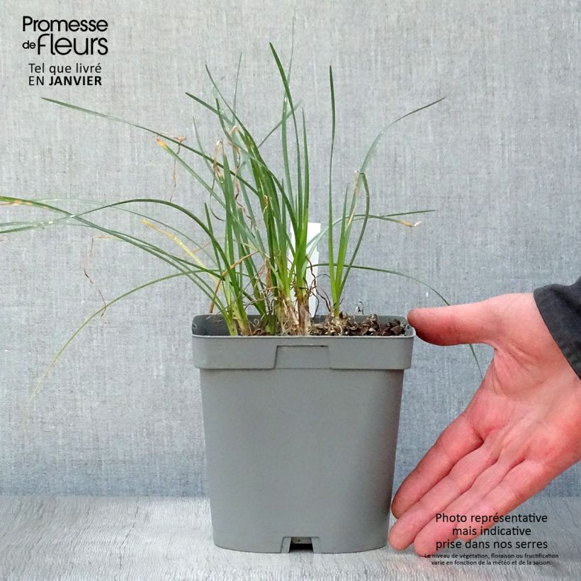 Amostra de Tulbaghia violacea Ashanti Pot de 2L/3L tal como entregue no inverno