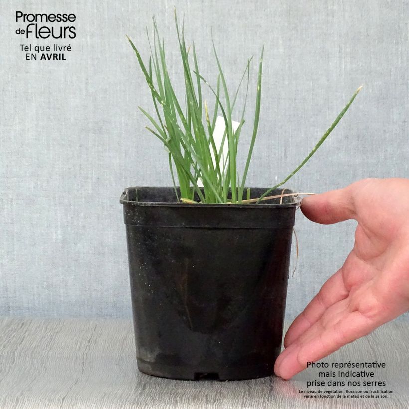 Amostra de Alho-social Ashanti - Tulbaghia violacea Vaso de 2 L/3 L tal como entregue na primavera