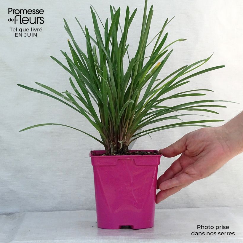 Amostra de Alho-social Kilimanjaro - Tulbaghia violacea Vaso de 2 L/3 L tal como entregue no verão