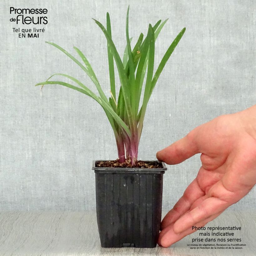 Amostra de Alho-social Kilimanjaro - Tulbaghia violacea Vaso de 8/9 cm tal como entregue na primavera