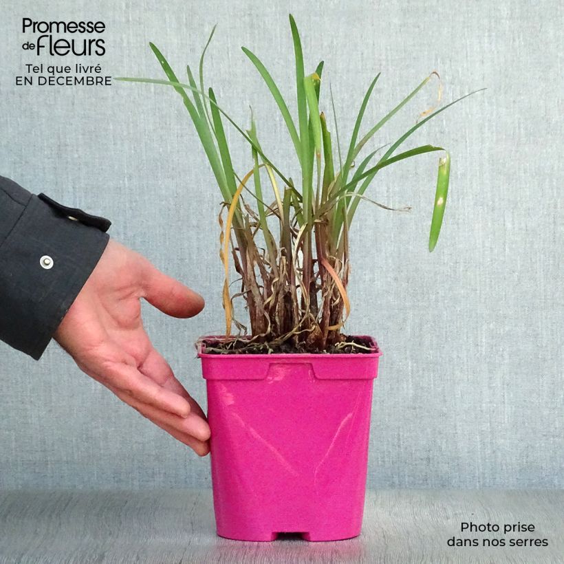 Amostra de Tulbaghia violacea Kilimanjaro Pot de 2L/3L tal como entregue no inverno