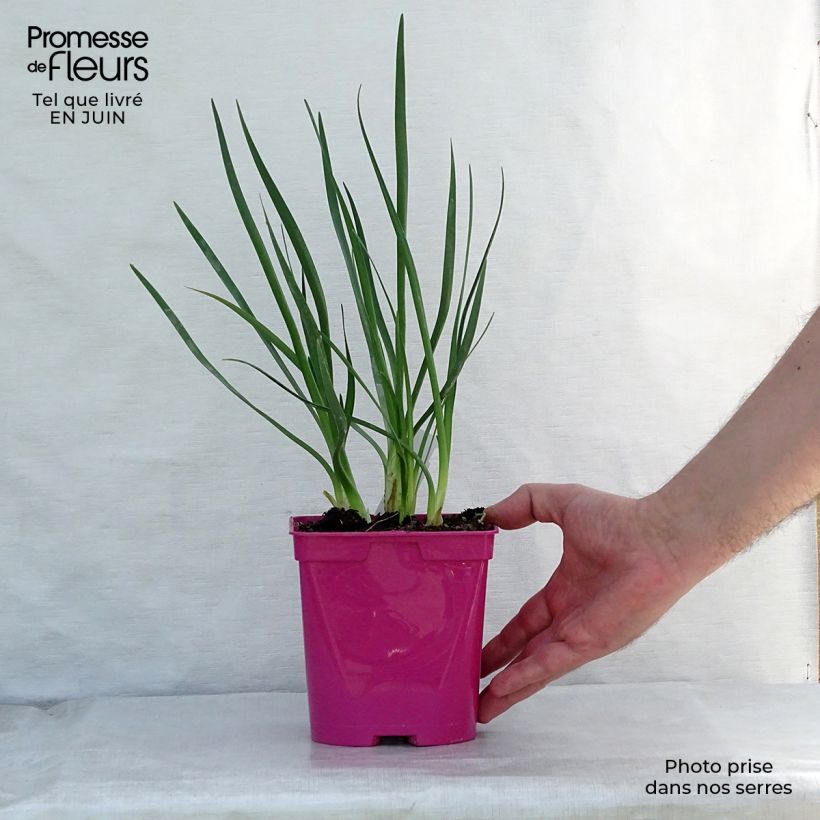 Amostra de Alho-social Pearl - Tulbaghia violacea Vaso de 2 L/3 L tal como entregue no verão