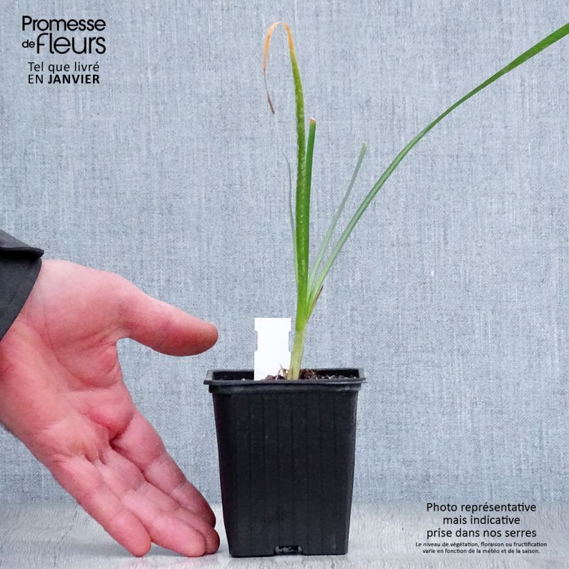 Amostra de Tulbaghia violacea Pearl - Tulbaghie Godet de 8/9 cm tal como entregue no inverno