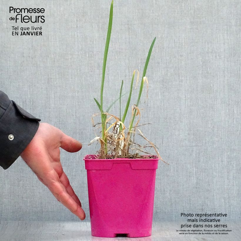 Amostra de Tulbaghia violacea Pearl - Tulbaghie Pot de 2L/3L tal como entregue no inverno