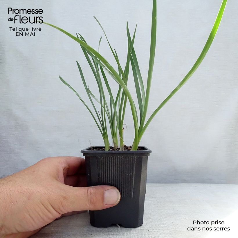 Amostra de Alho-social Pearl - Tulbaghia violacea Vaso de 8/9 cm tal como entregue na primavera