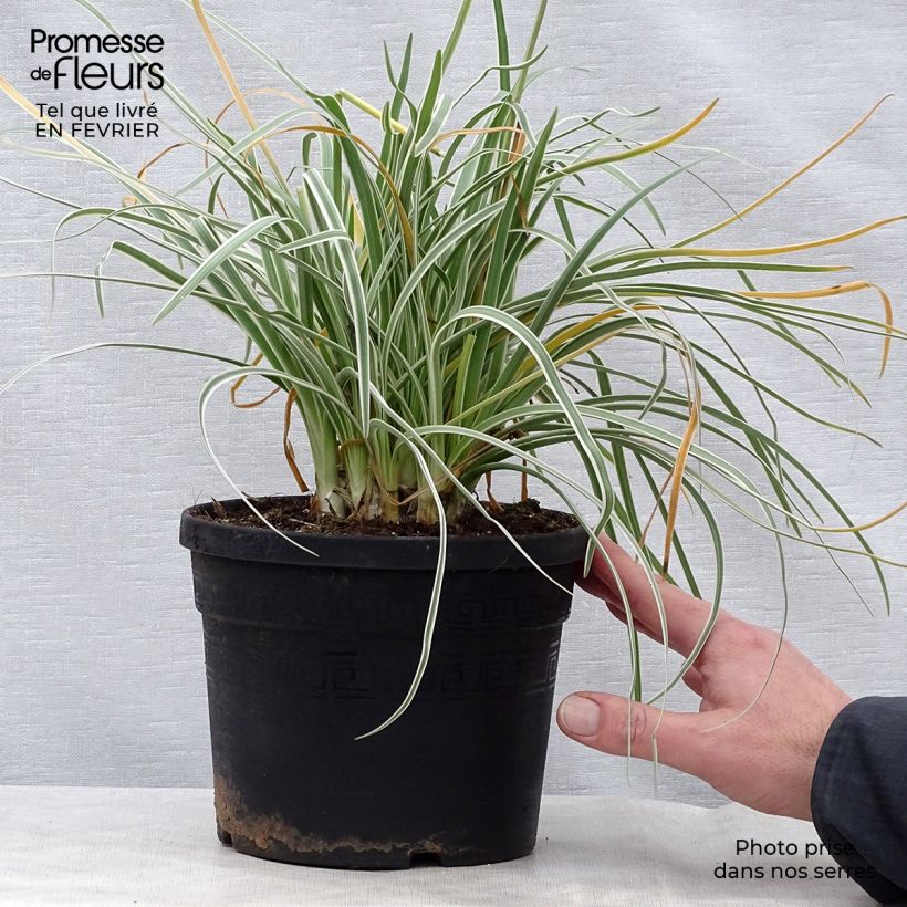 Amostra de Tulbaghia violacea Silver Lace - Thulbaghie Vaso de 2 L/3 L size I tal como entregue no inverno