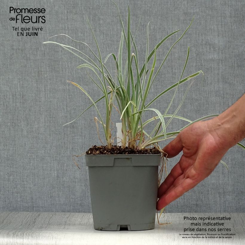 Amostra de Alho-social Silver Lace - Tulbaghia violacea Vaso de 2 L/3 L Calibre I tal como entregue no verão