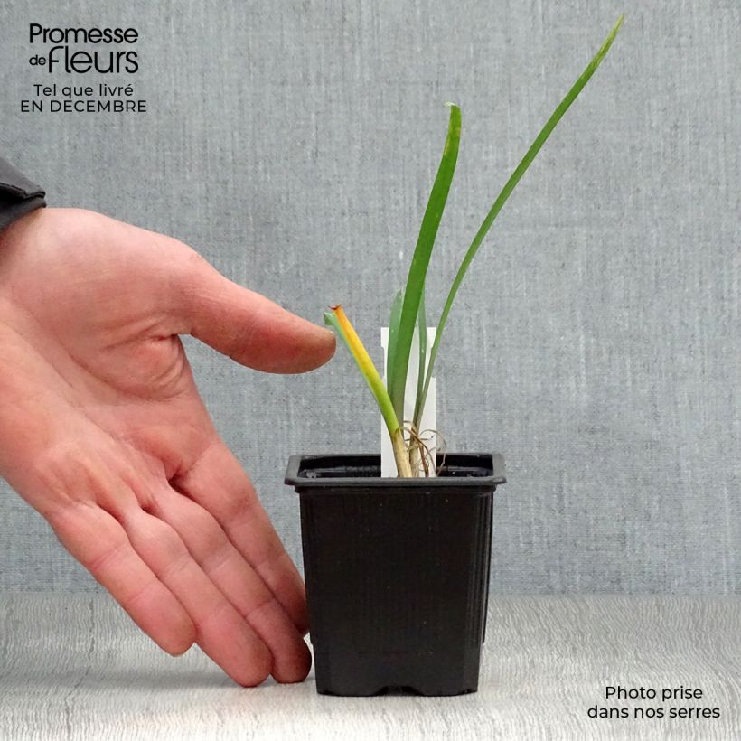 Amostra de Alho-social - Tulbaghia violacea Vaso de 8/9 cm tal como entregue no inverno