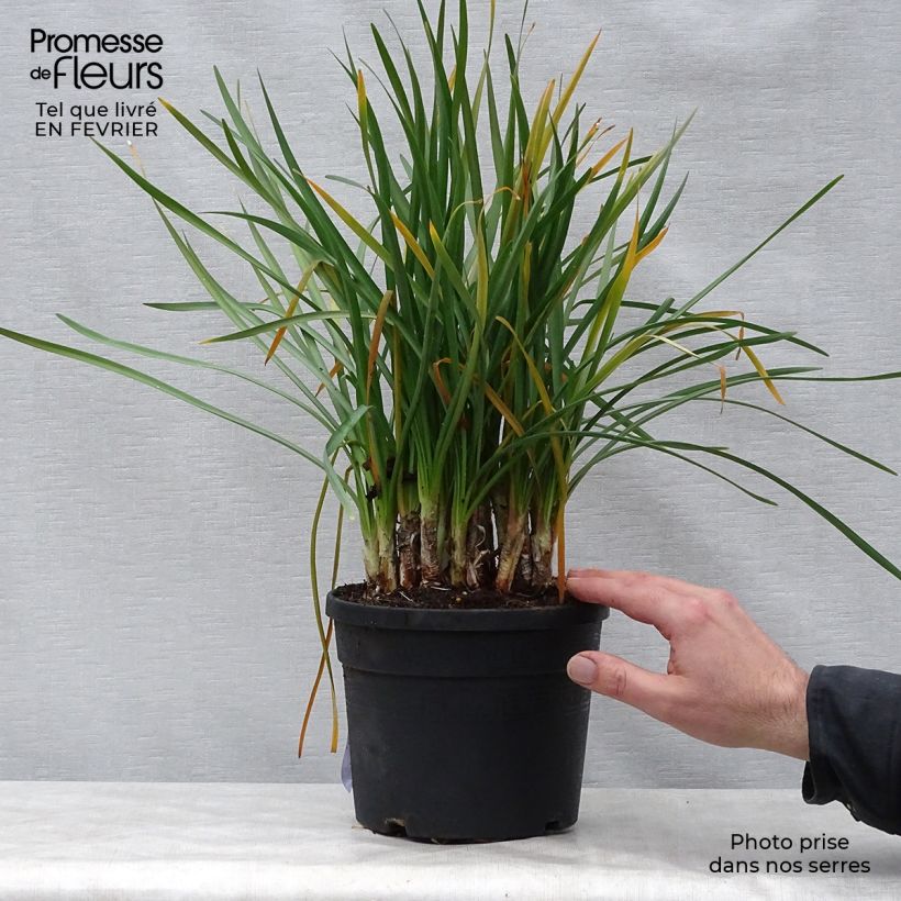 Amostra de Alho-social - Tulbaghia violacea Vaso de 2 L/3 L tal como entregue no inverno