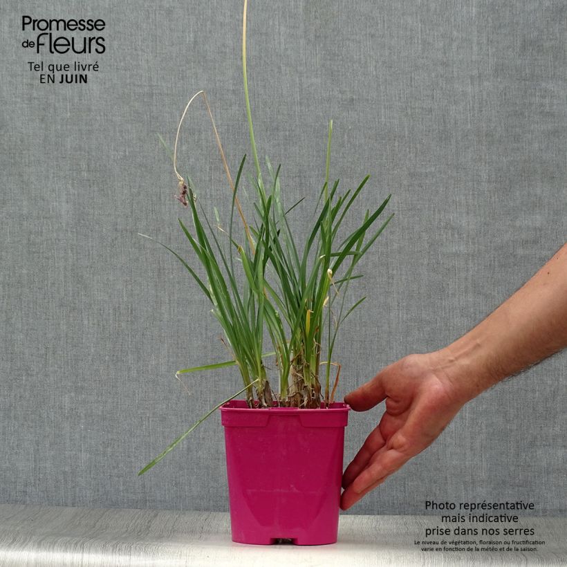 Amostra de Alho-social - Tulbaghia violacea Vaso de 2 L/3 L tal como entregue no verão