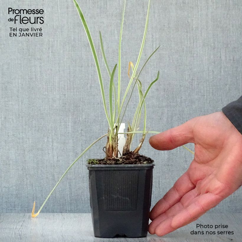 Amostra de Tulbaghia violacea Silver Lace - Thulbaghie Vaso de 8/9 cm tal como entregue no inverno