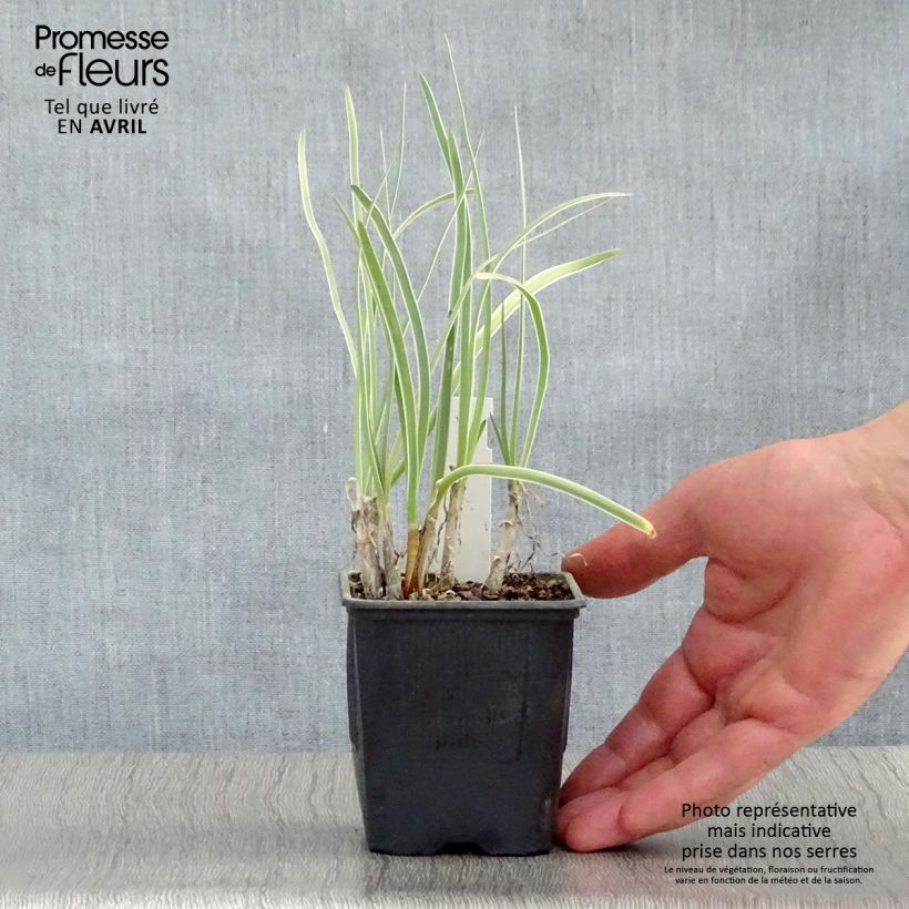 Amostra de Alho-social Silver Lace - Tulbaghia violacea Vaso de 8/9 cm tal como entregue na primavera