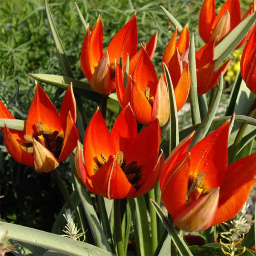 Tulipa whittallii (Floração)