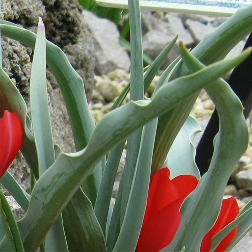 Tulipa wilsoniana (Folhagem)