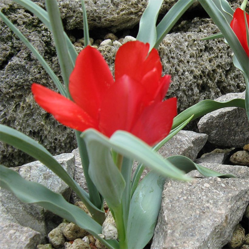 Tulipa wilsoniana (Hábito)
