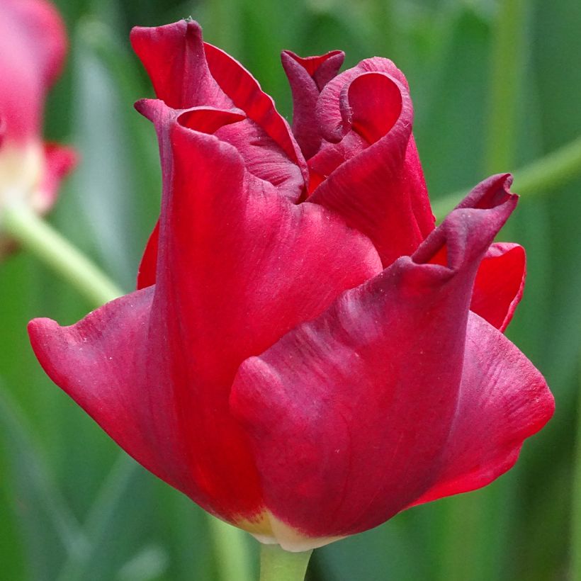 Tulipa Coroa Red Dress (Floração)
