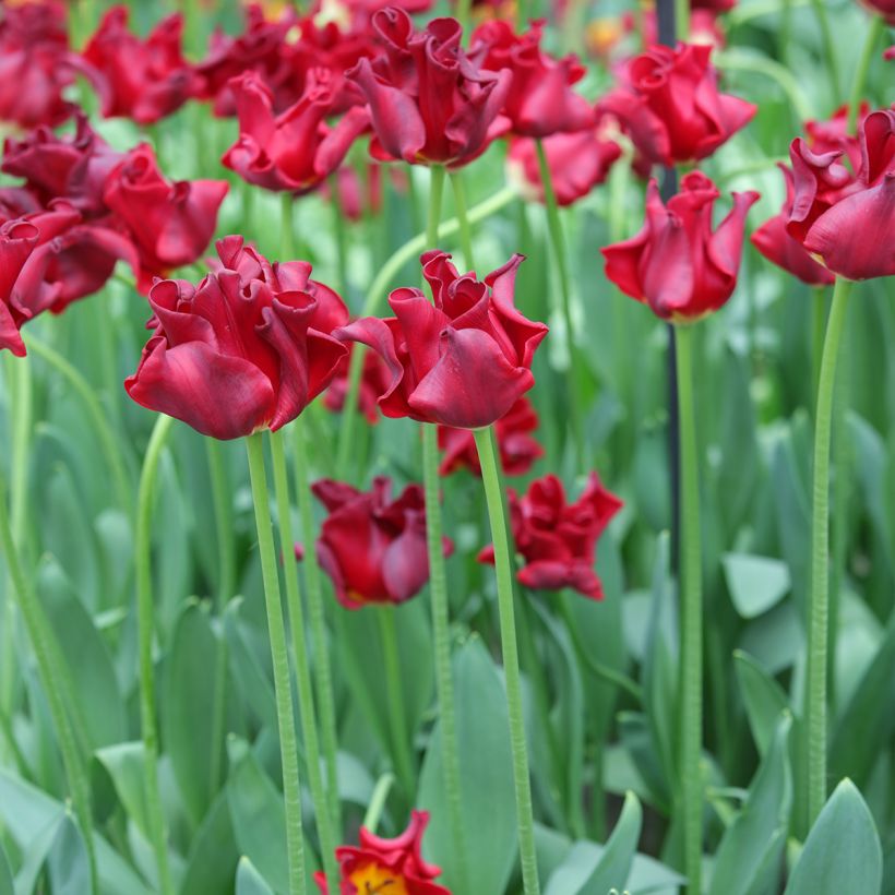 Tulipa Coroa Red Dress (Hábito)