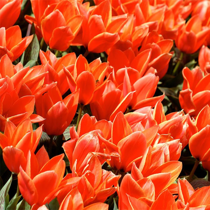 Tulipa kaufmanniana Early Harvest (Floração)