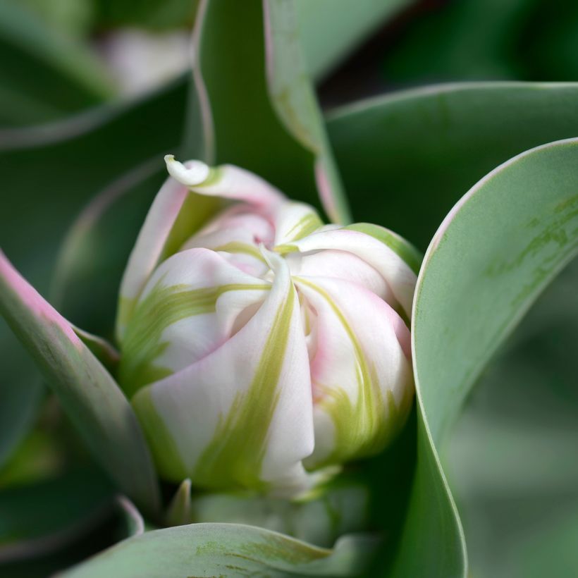 Tulipa Dobrada precoce Flashpoint (Floração)