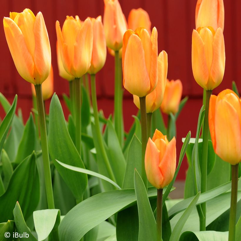 Tulipa Simples precoce Generaal De Wet (Hábito)