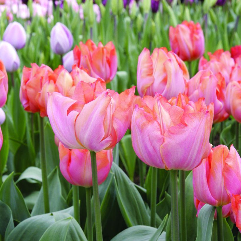 Tulipa Triunfo Jochem (Floração)