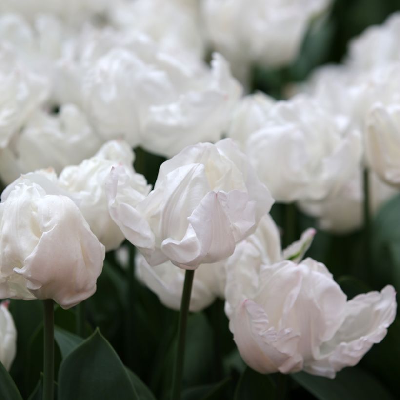 Tulipa Triunfo Rejoyce (Floração)
