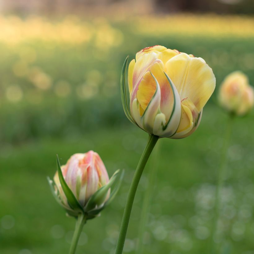 Tulipa viridiflora Golden Artist (Floração)