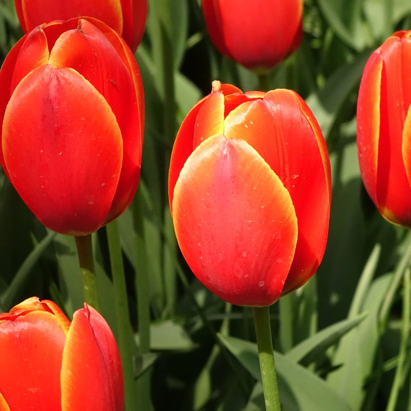 Tulipa híbrida Darwin Worlds Favourite (Floração)