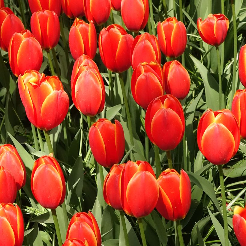 Tulipa híbrida Darwin Worlds Favourite (Hábito)