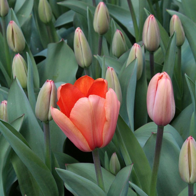 Tulipa híbrida Darwin Apricot Impression (Floração)