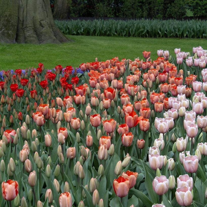 Tulipa híbrida Darwin Apricot Impression (Hábito)