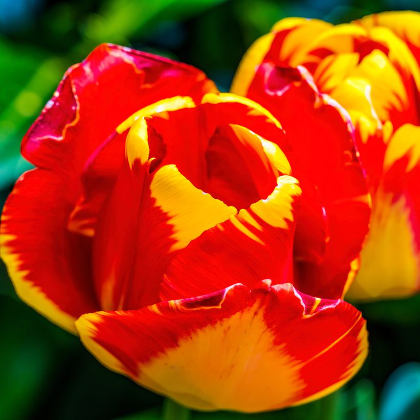Tulipa híbrida Darwin Banja Luka (Floração)