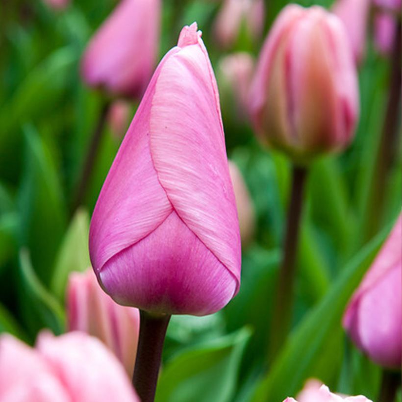 Tulipa híbrida Darwin Big Love (Floração)