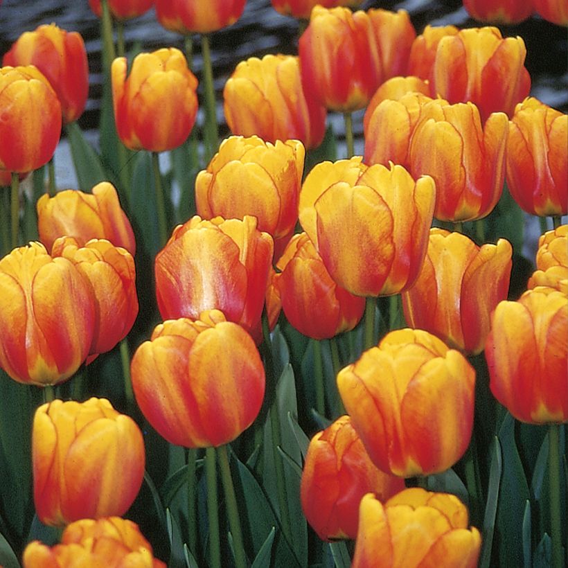 Tulipa híbrida Darwin Blushing Apeldoorn (Floração)