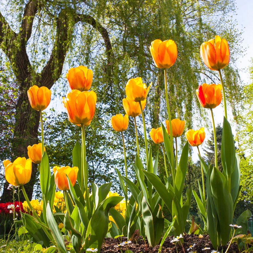 Tulipa híbrida Darwin Blushing Apeldoorn (Hábito)