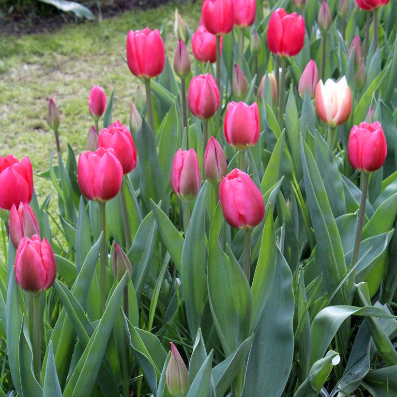 Tulipa híbrida Darwin Cherry Delight (Hábito)