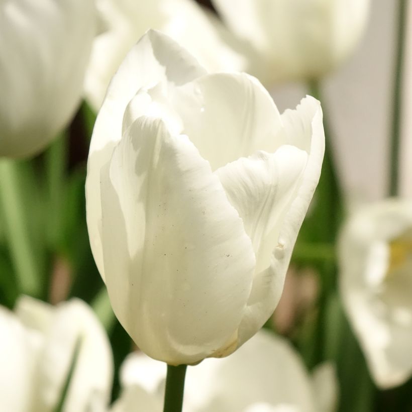 Tulipa híbrida Darwin Hakuun (Floração)