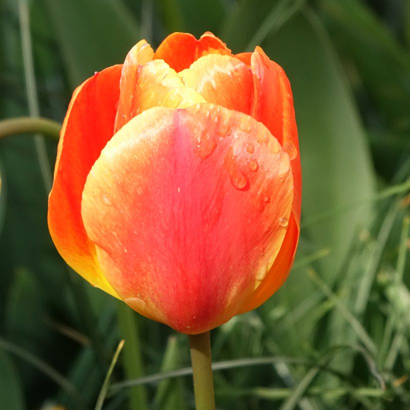 Tulipa híbrida Darwin Orange Lion (Floração)