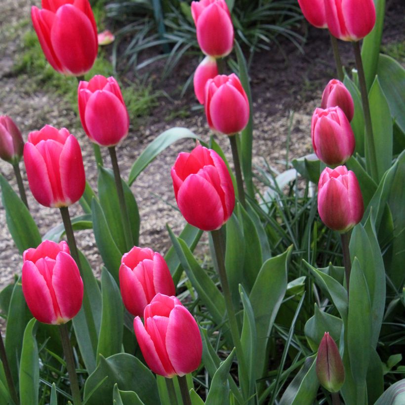 Tulipa híbrida Darwin Rosy Delight (Hábito)