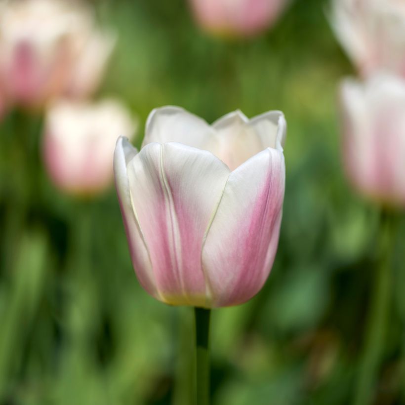 Tulipa híbrida Darwin Royal Pride (Floração)