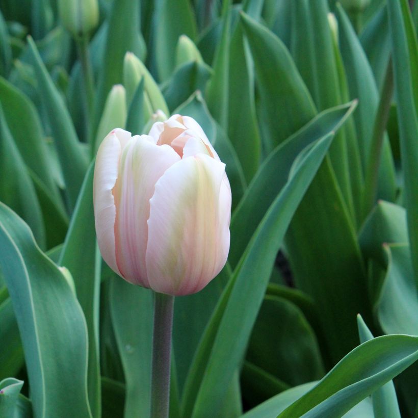 Tulipa híbrida Darwin Salmon Impression (Floração)