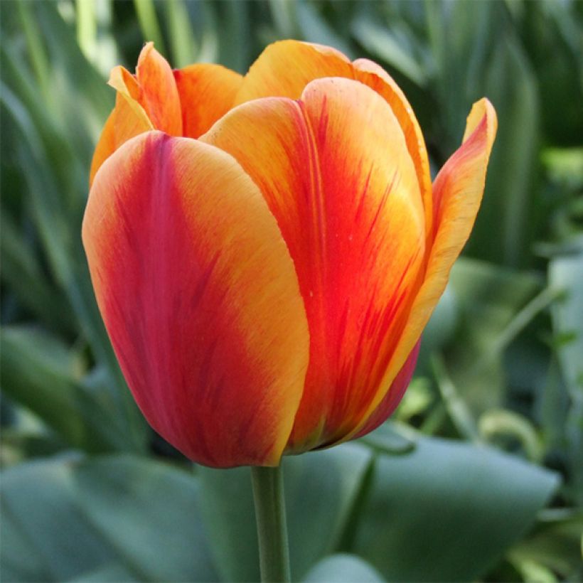 Tulipa híbrida Darwin Apeldoorns Elite (Floração)