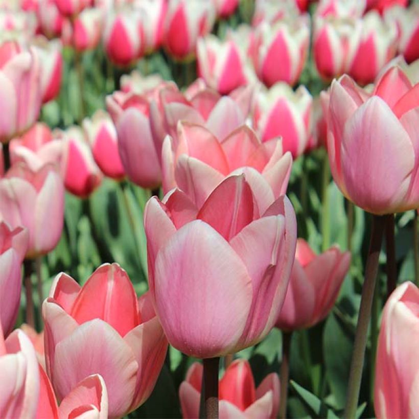 Tulipa híbrida Darwin Apricot Delight (Floração)