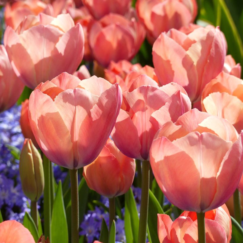 Tulipa híbrida Darwin Mystic Van Eijk (Floração)