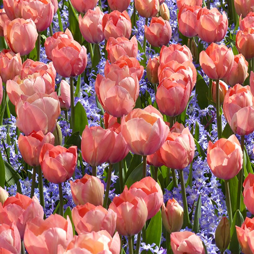 Tulipa híbrida Darwin Mystic Van Eijk (Hábito)