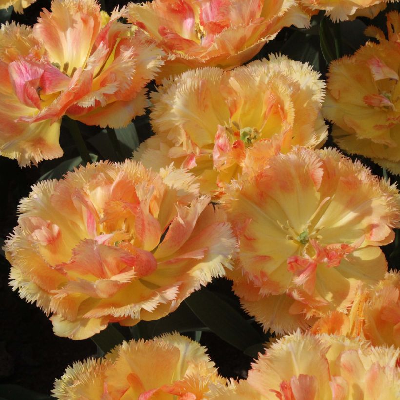 Tulipa com franja Vaya Con Dios (Floração)