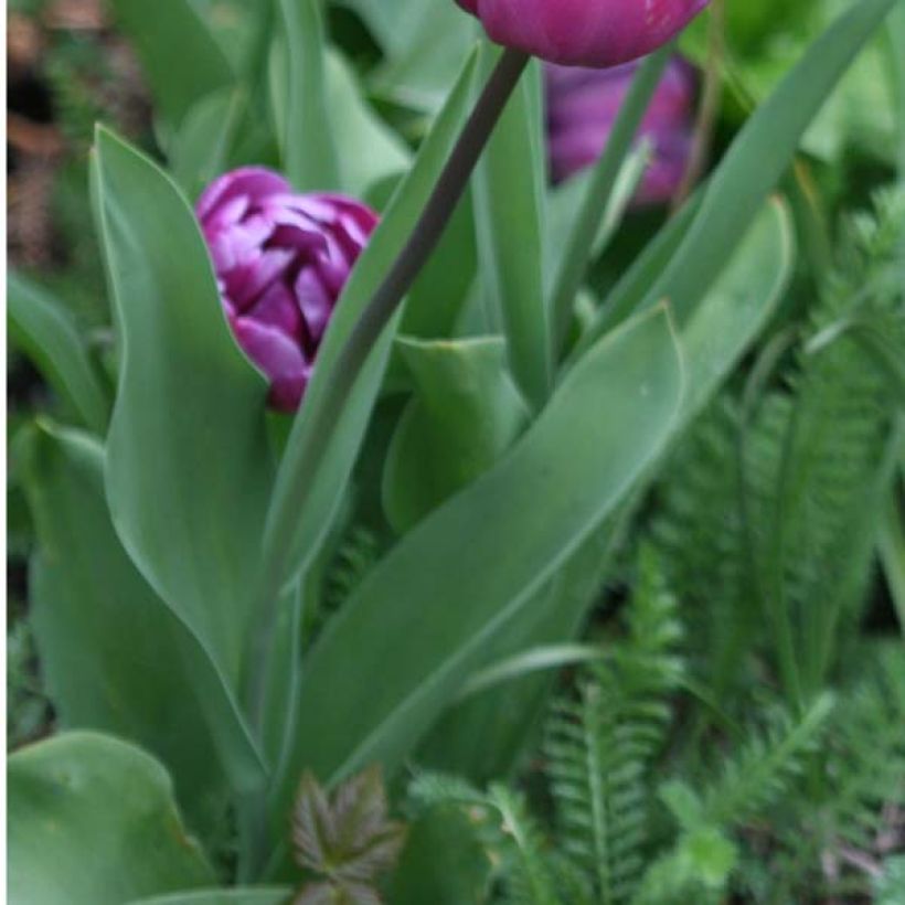 Tulipa Dobrada tardia Blue Diamond (Folhagem)