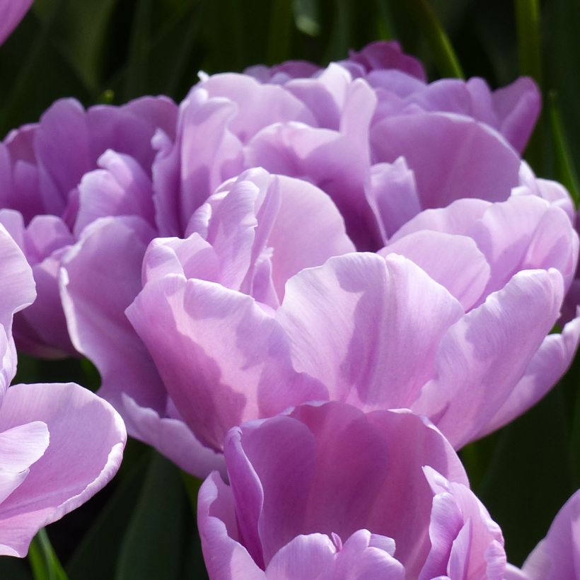 Tulipa Dobrada precoce Katinka (Floração)