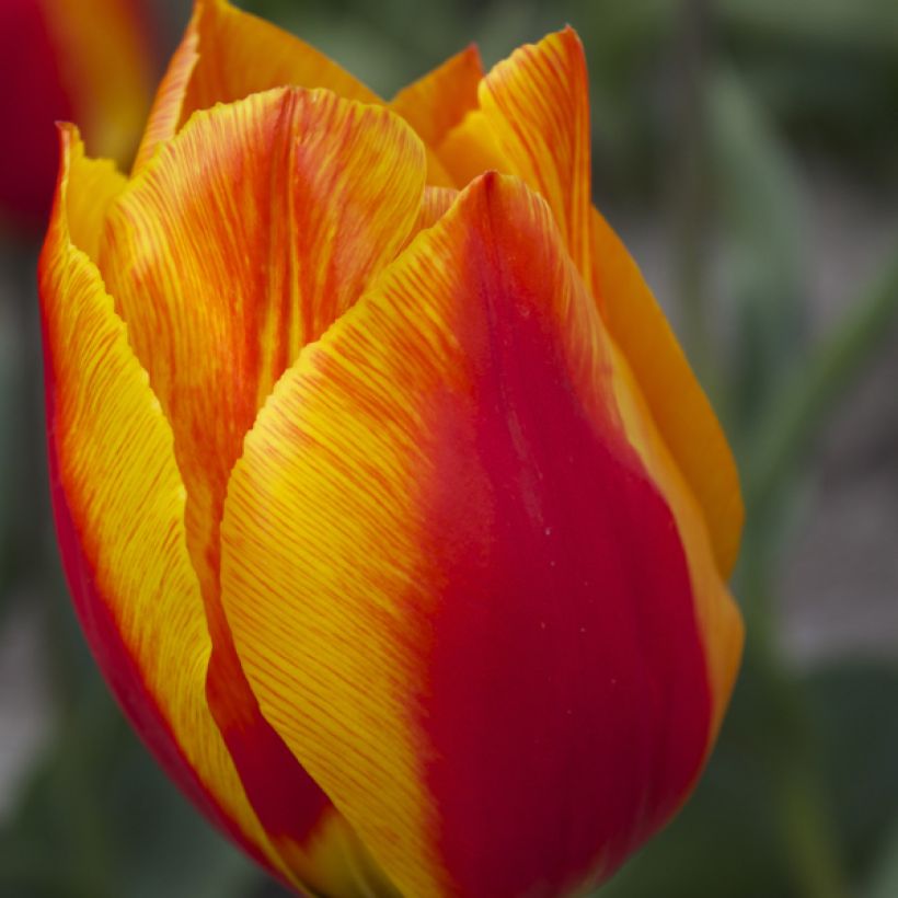 Tulipa Simples precoce Flair (Floração)